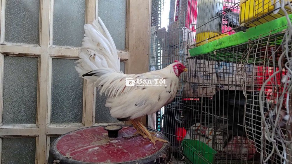 gà bướm mỹ 1,1 kg  cản mái