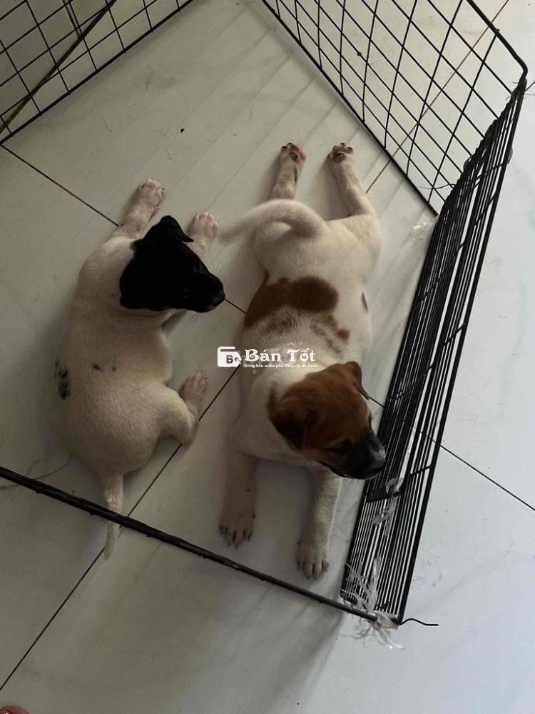 Gả 2 em chó mẹ Bẹt Rê