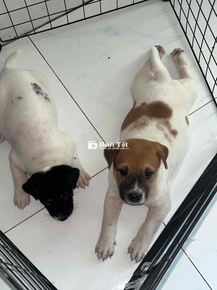 Gả 2 em chó mẹ Bẹt Rê