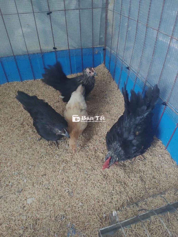 Cần bán gấp gà tre Thái chuối đen