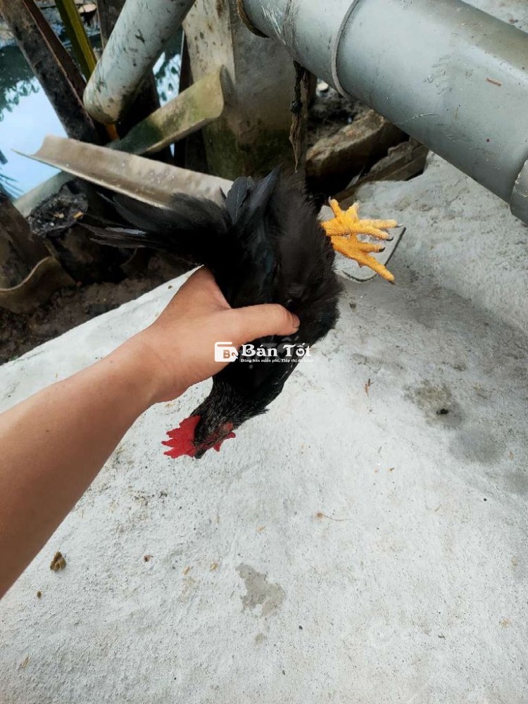 Cần bán gấp gà tre Thái chuối đen