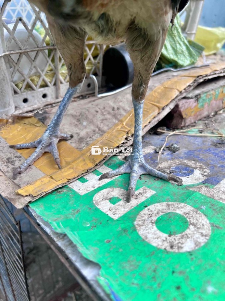 Mái Tre Asill Mỹ 1kg250
