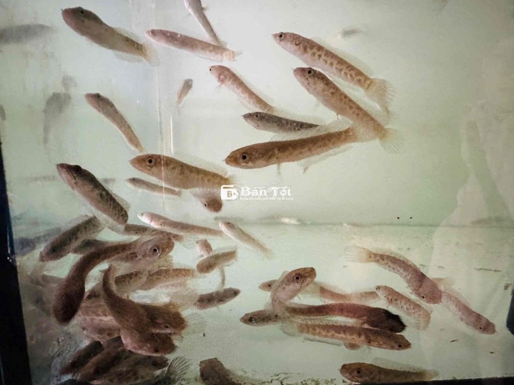 Cá loc nữ hoàng indo mới nhập 1 lô nên chia lại