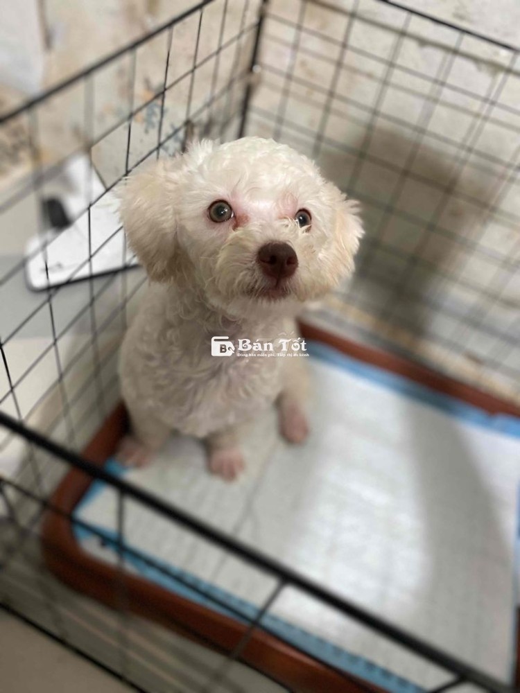 Poodle tini trắng