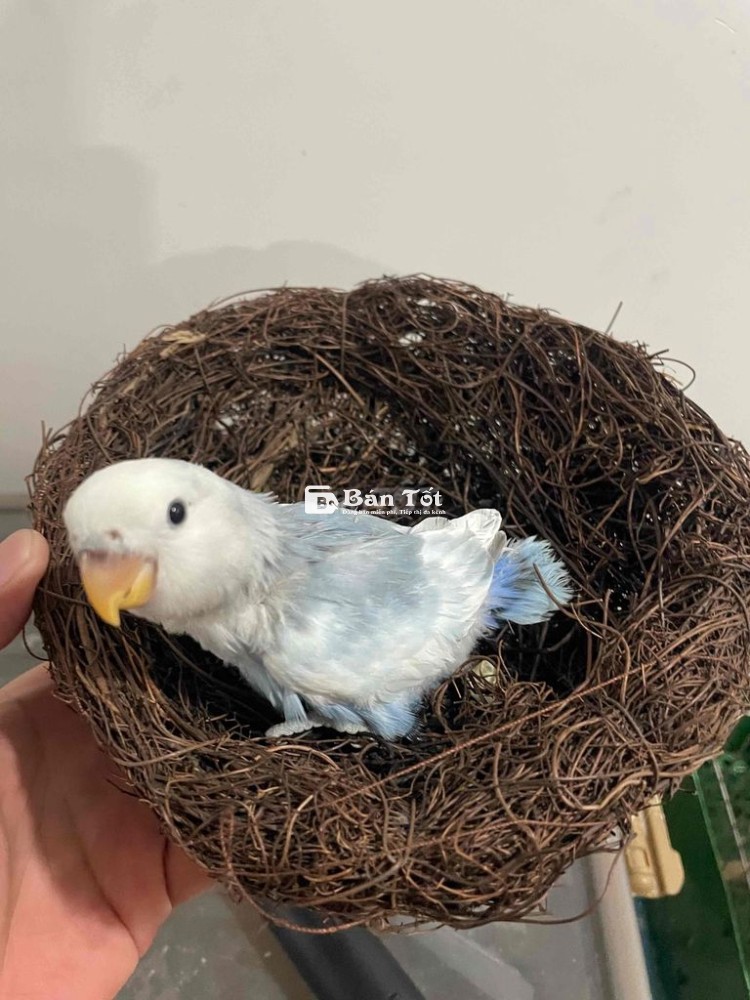 Vẹt Love bird