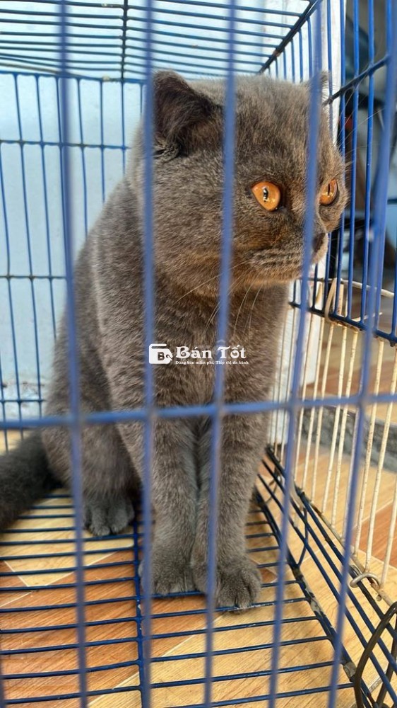 Mèo Anh lông ngắn cái xám đẹp