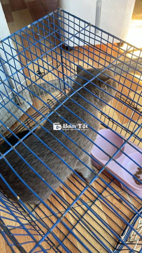 Mèo Anh lông ngắn cái xám đẹp