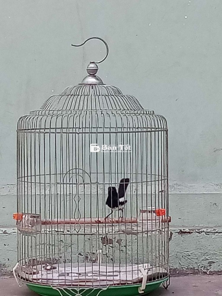 Chim chòe than bổi 1 mùa lông ôm mướt đẹp 400k