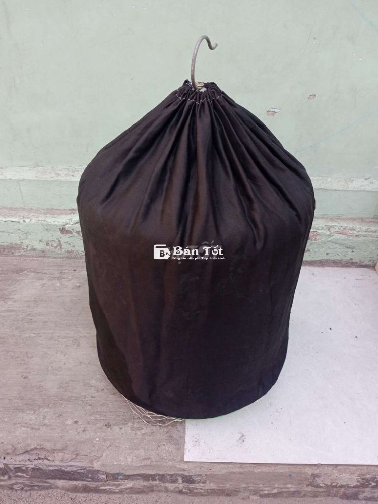 Chim chòe than bổi 1 mùa lông ôm mướt đẹp 400k