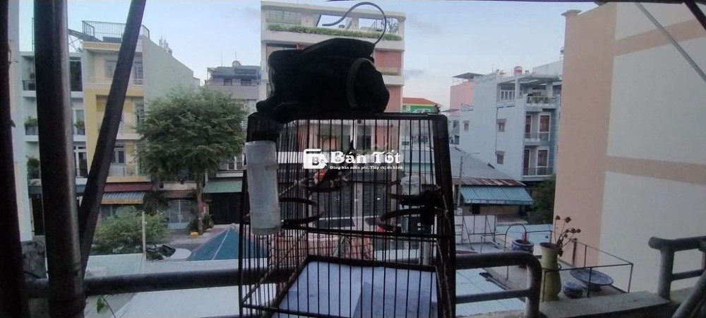 BÁN CHIM BỊ BẪY