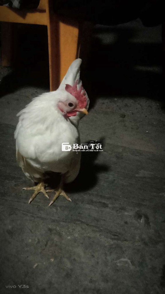 Tìm chủ mới cho gà nhạn SEGAMA 300G