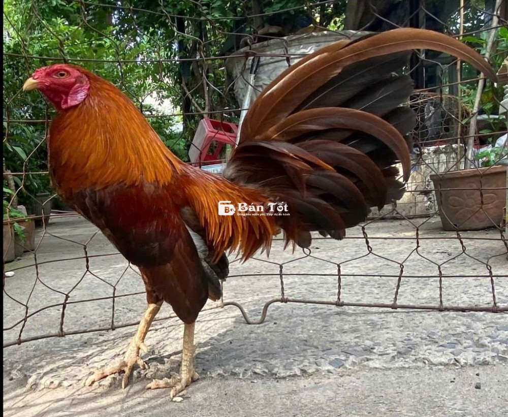 Gà khét cay trang 1kg3