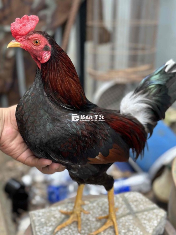 Gà Asil Mỹ - 1kg2 - Tay Tròn - Chất Lượng Cao