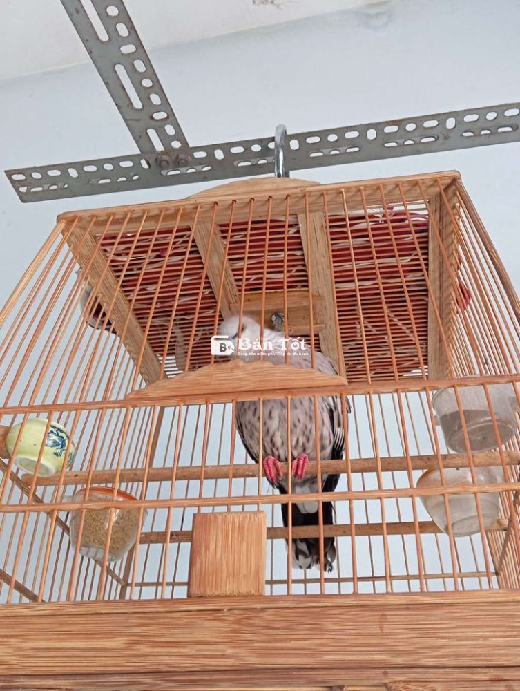 Cu vân rồng gáy gù lai rai dạn sờ vuốt thoả mái 88