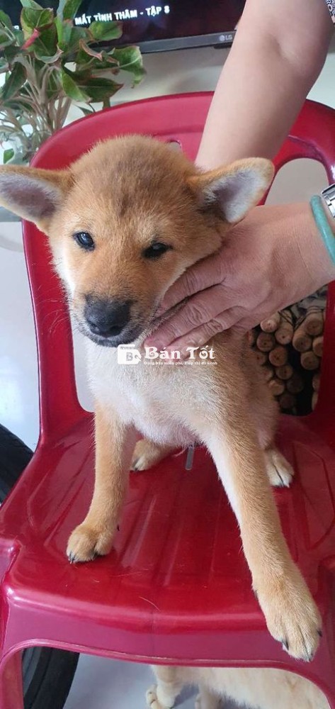 Tìm nhà mới cho bé Shiba Inu 3 tháng tuổi