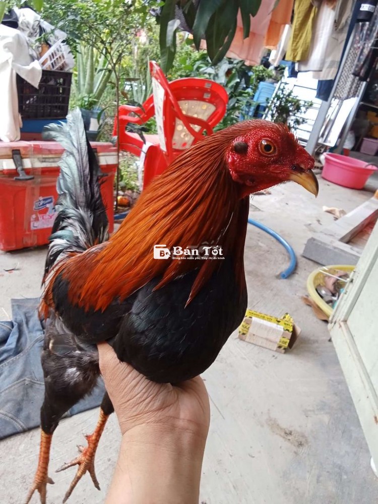 Hàng Nhà Làm Nha AE - 1K450 Tay Một Cục  