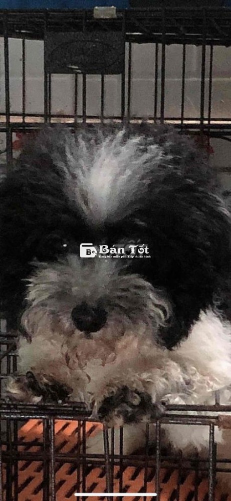 poodle tiny + tiny cúp chỉ 1500k.cỏ sai đại350k