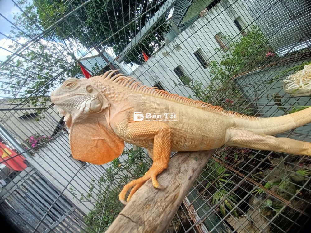 Thanh lý chó con cần tìm chủ mới