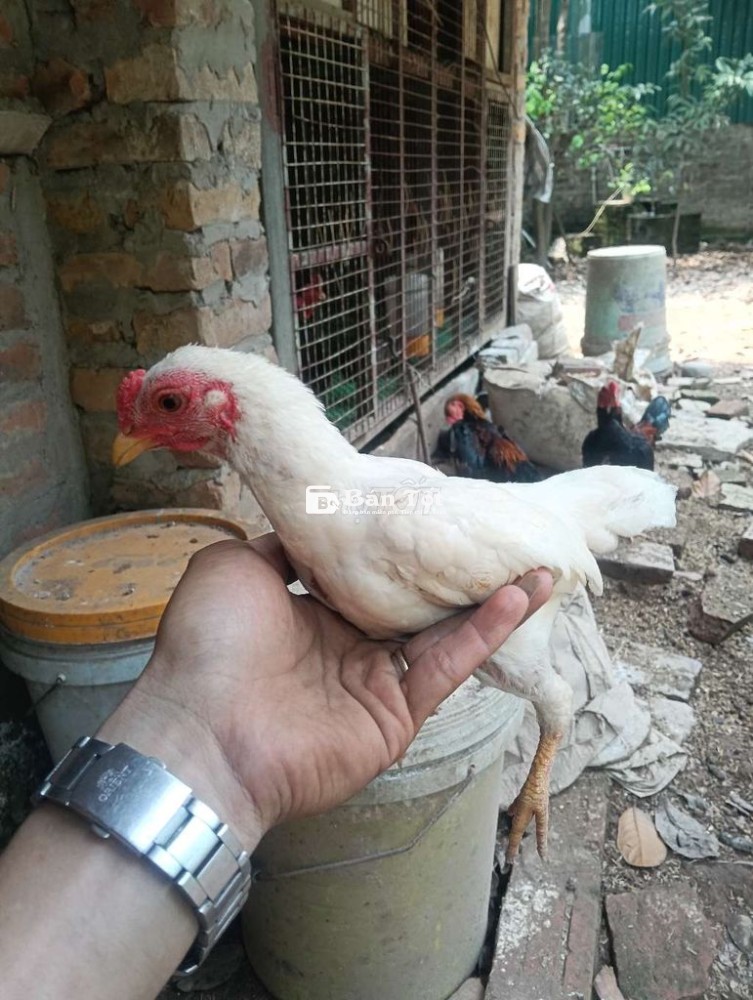 Tre bắc tít