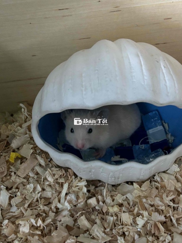 Bear đực siêu cưng - 4 tuần tuổi