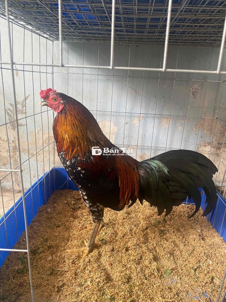 Gà Thái, Gà Tre Bắc - Bông Zin 1k7 Chắc Nịch, Đang Sung - Giá Sinh Viên  