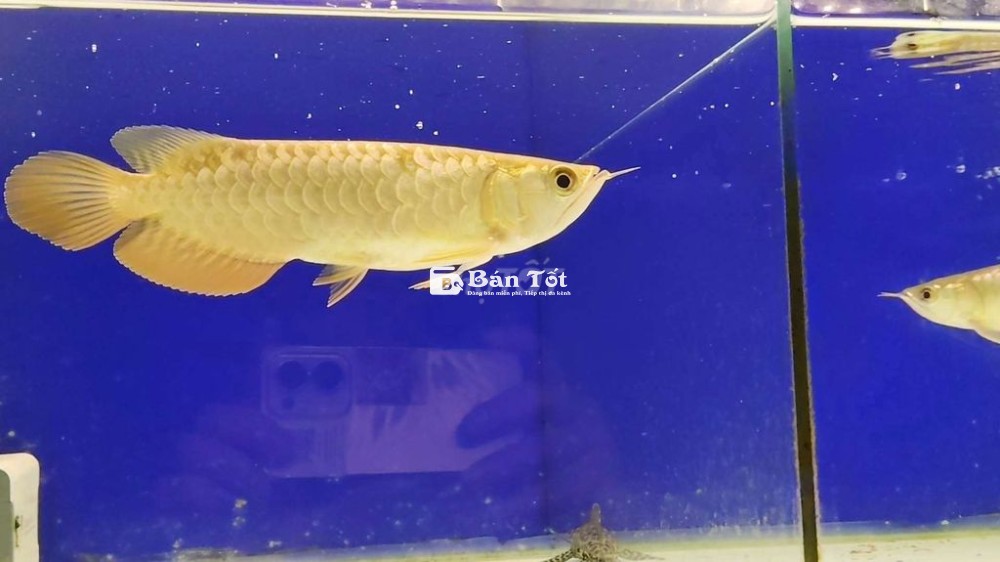 Cần Bán Quá Bối 24K999 Body Đẹp Chuẩn Chỉ  