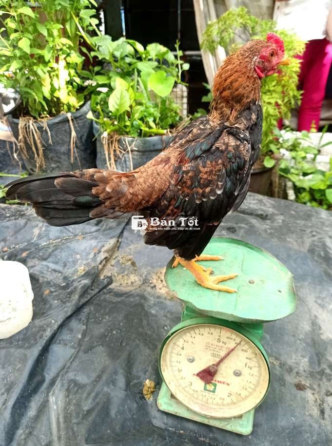 TRE BẮC TÍT - TRỐNG TƠ, MÁI ĐẺ, GÀ CON GIỐNG CHUẨN  